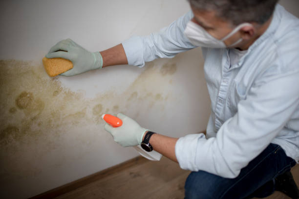 Why You Should Choose Our Mold Remediation Services in Merrydale, LA